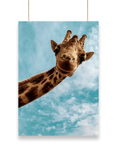 Giraffe | Cool - Poster | 27